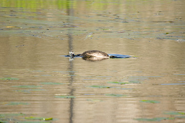 Image showing Podiceps cristatus