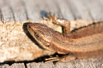 Image showing Lizard