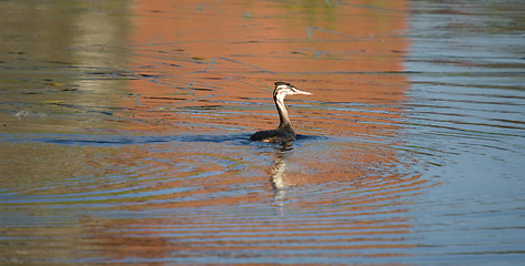 Image showing Podiceps cristatus