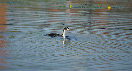 Image showing Podiceps cristatus