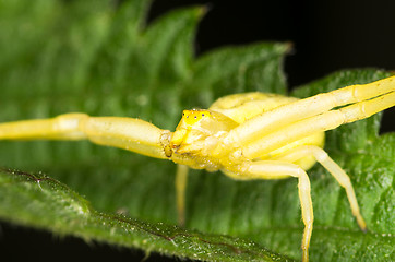 Image showing Spider