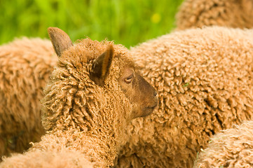 Image showing Sheeps