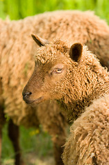 Image showing Sheep