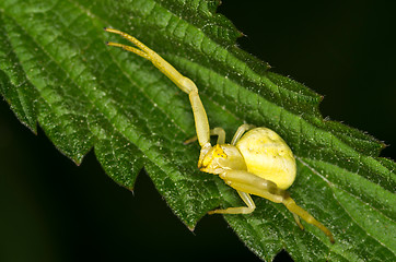 Image showing Spider