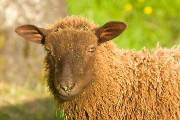 Image showing Sheep