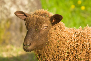 Image showing Sheep