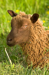 Image showing Sheep