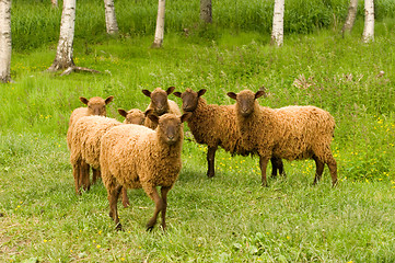 Image showing Sheep