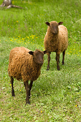 Image showing Sheeps