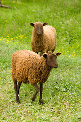 Image showing Sheeps