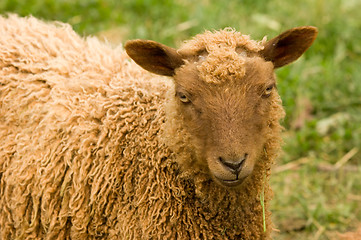 Image showing Sheep