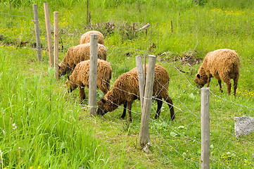 Image showing Sheeps