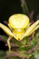 Image showing Spider