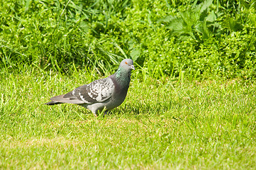 Image showing Pigeon