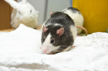 Image showing Rats