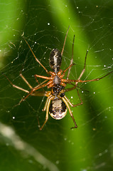 Image showing Spiders mating