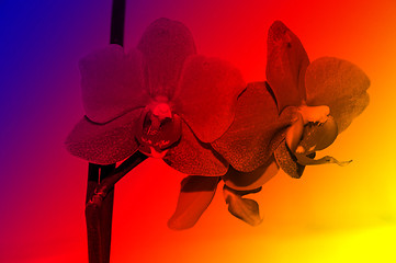 Image showing Orchid flowers,