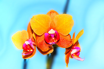 Image showing Orchid flowers,