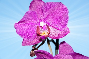 Image showing Orchid flowers,