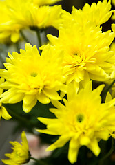 Image showing Chrysanthemum