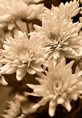 Image showing Chrysanthemum