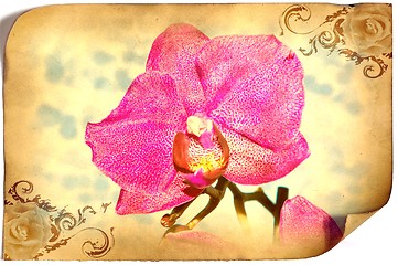 Image showing Orchid flowers,