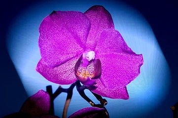 Image showing Orchid flowers,