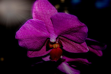 Image showing Orchid flowers,