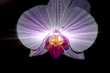 Image showing Orchid flowers,