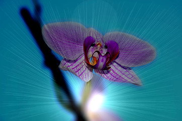 Image showing Orchid flowers,