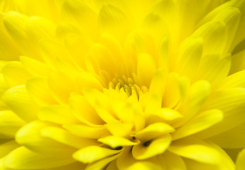 Image showing Chrysanthemum