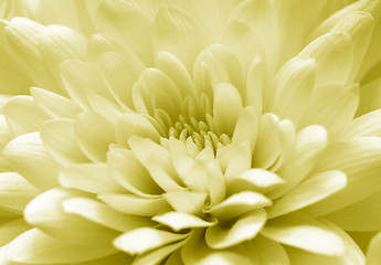 Image showing Chrysanthemum