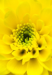 Image showing Chrysanthemum