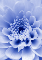 Image showing Chrysanthemum