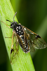 Image showing Wasp
