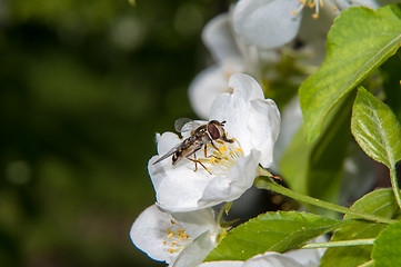 Image showing Bee on flower Apple