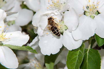 Image showing Bee on flower Apple