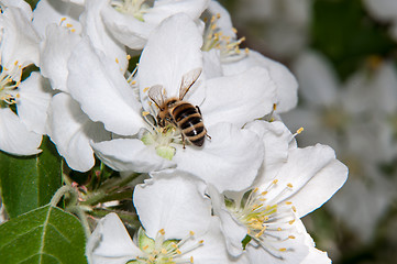 Image showing Bee on flower Apple