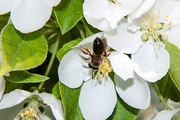 Image showing Bee on flower Apple