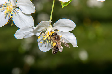 Image showing Bee on flower Apple