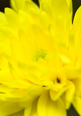 Image showing Chrysanthemum