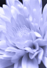 Image showing Chrysanthemum