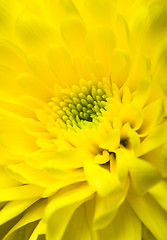 Image showing Chrysanthemum