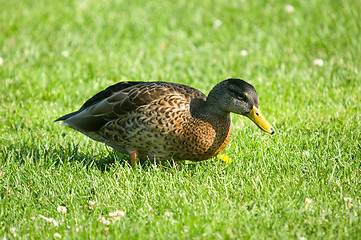 Image showing Duck