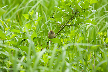 Image showing Little bird