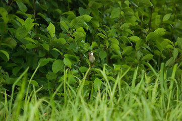 Image showing Little bird