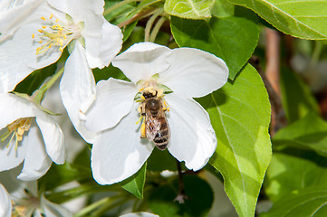 Image showing Bee on flower Apple