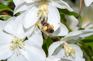 Image showing Bee on flower Apple