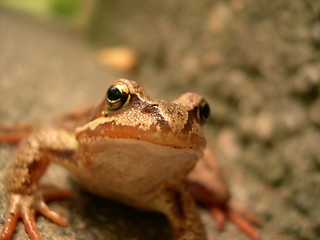 Image showing Frog