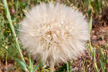 Image showing Dandelion seeds